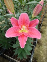 [5373 Mateo VZ No02.JPG]